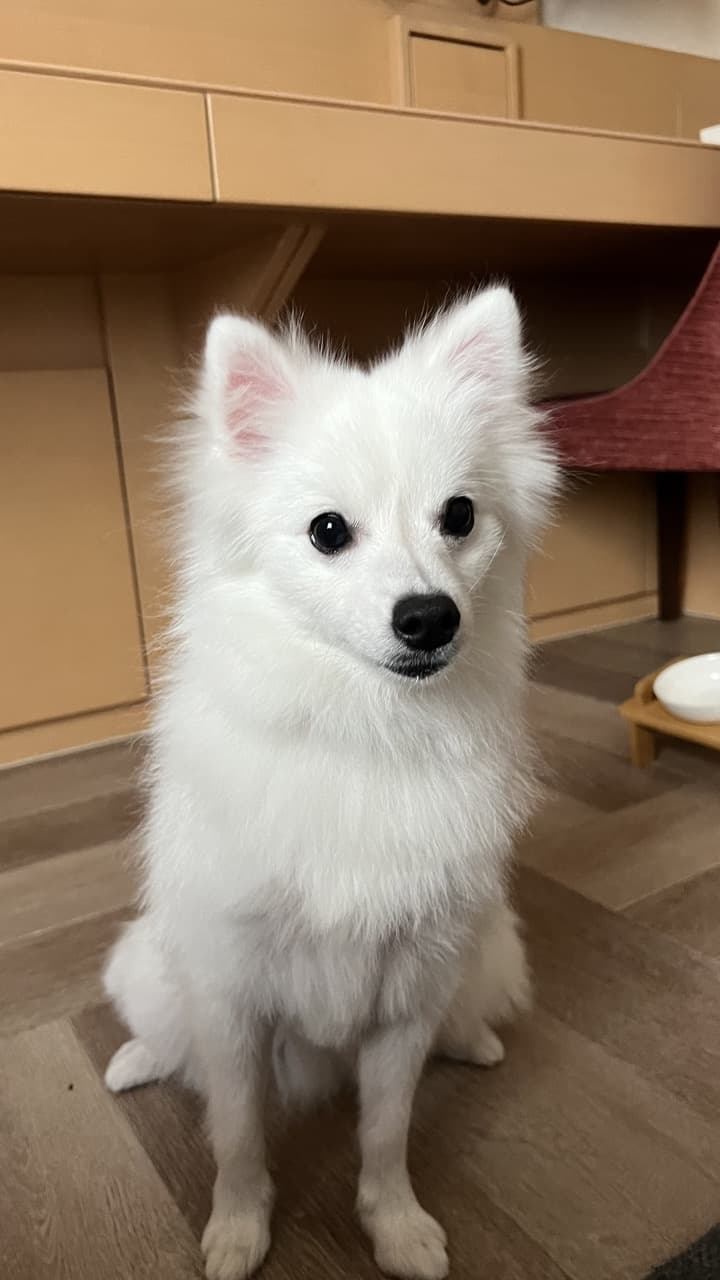 Gordo