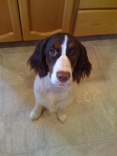 Max