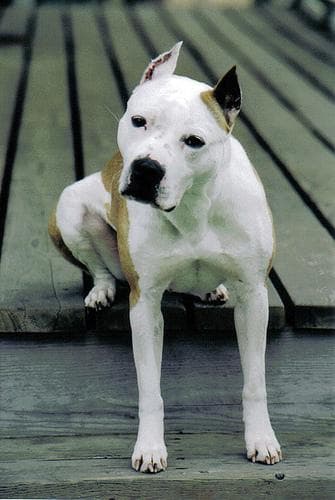 Pumba
