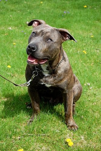Rufo