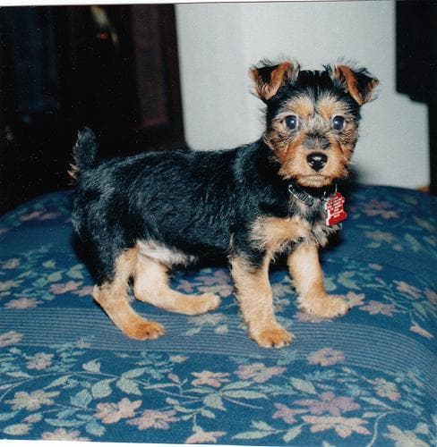 Cuca
