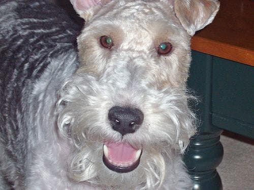 Rabito