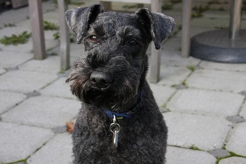 Max