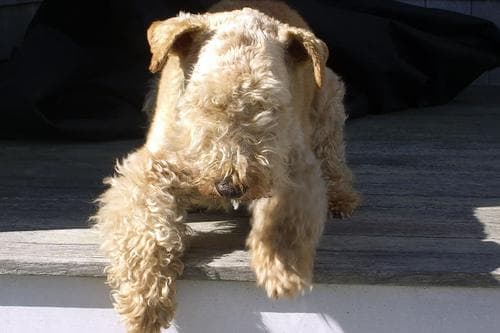 Toby