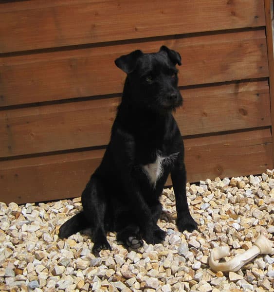 Negrito