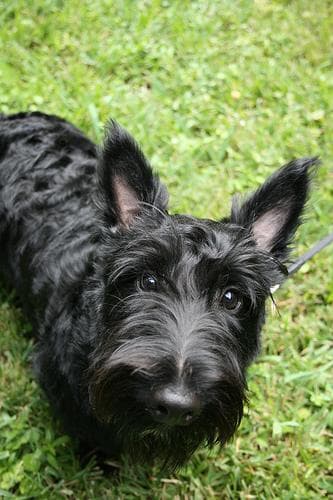 Blanquita