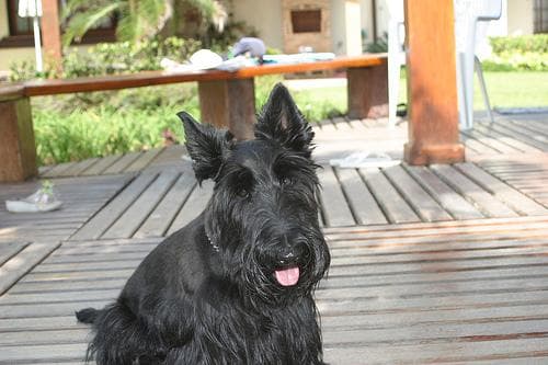 Canela