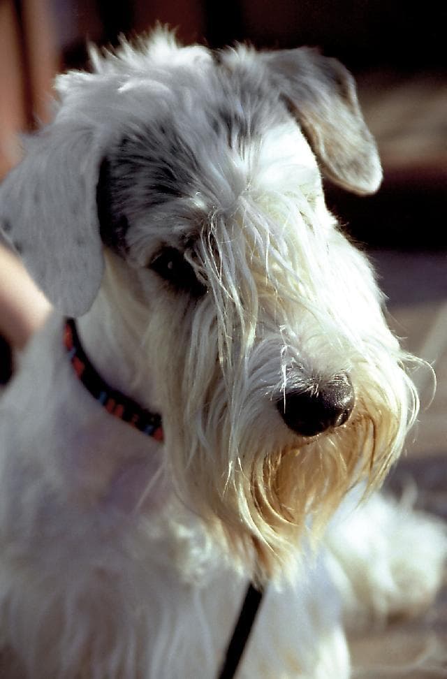 Gordo