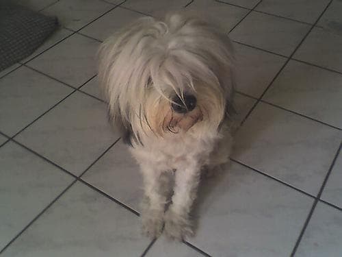 Odie