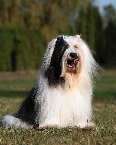 Estrella