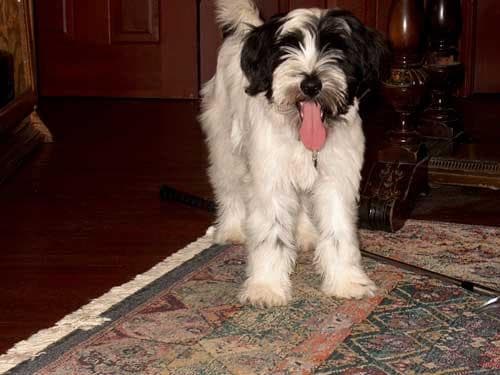 Boby