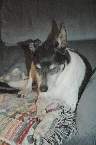 Estrella