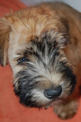 Gordo