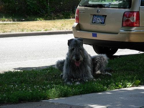 Odie