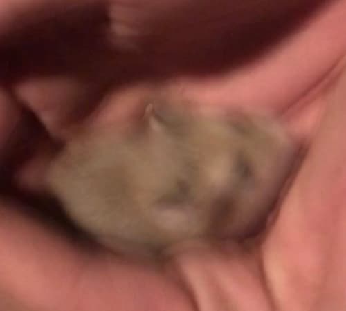 Turco