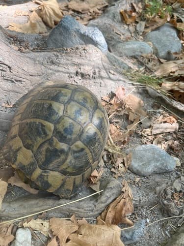 Blanquita