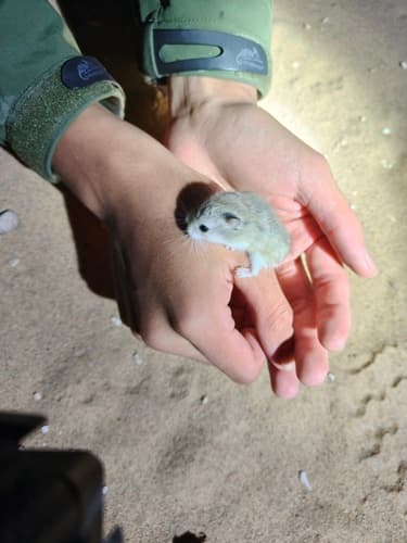 Perla