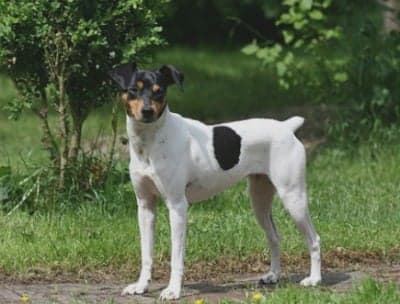 Trueno